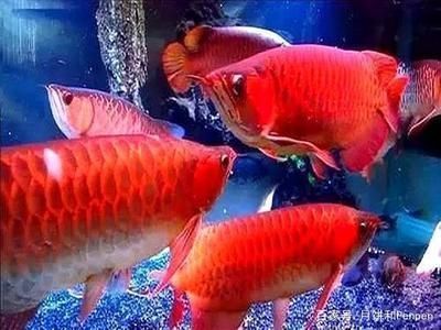 龍魚陪什么魚好養，適合與龍魚混養的魚類與龍魚混養的魚類，需要注意什么 龍魚陪什么魚好養，適合與龍魚混養的魚類與龍魚混養的魚類，需要注意什么 龍魚百科 第5張