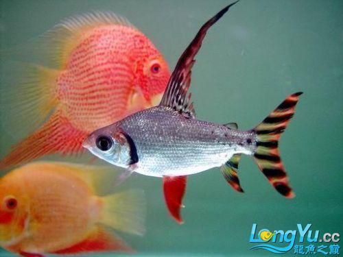龍魚跟什么魚混養最合適，七彩魚與龍魚混養選擇需要謹慎以下幾種與龍魚混養效果較好