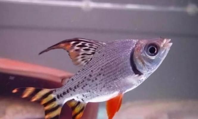 龍魚跟什么魚混養(yǎng)最合適，七彩魚與龍魚混養(yǎng)選擇需要謹慎以下幾種與龍魚混養(yǎng)效果較好