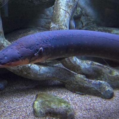 金魚缸清理垃圾的魚類（金魚缸清潔魚）