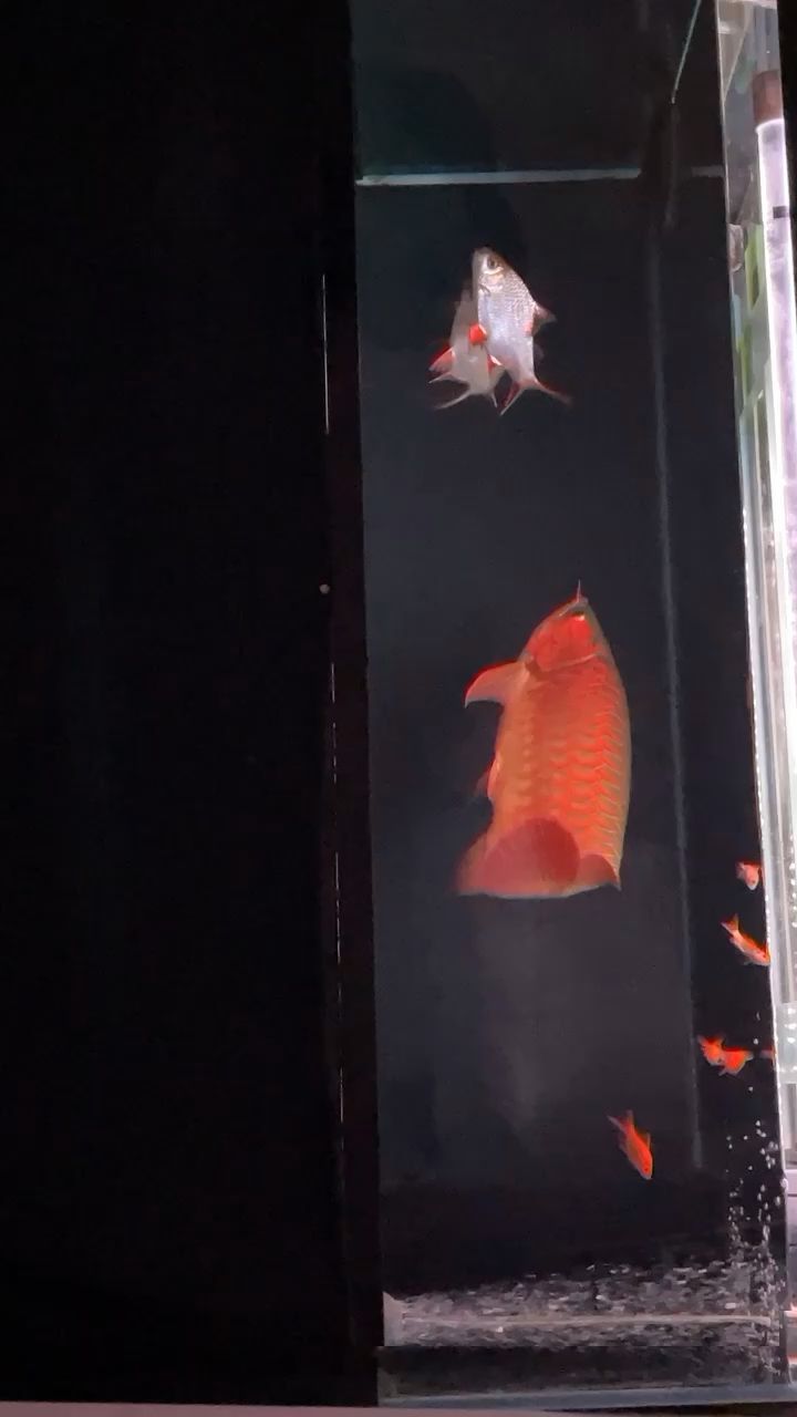 金魚缸清理垃圾的魚類（金魚缸清潔魚）