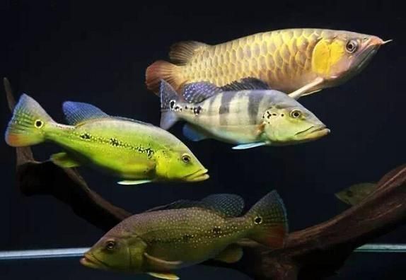 龍魚戰船混養怎么樣（如何判斷龍魚和戰船魚是否適合混養）