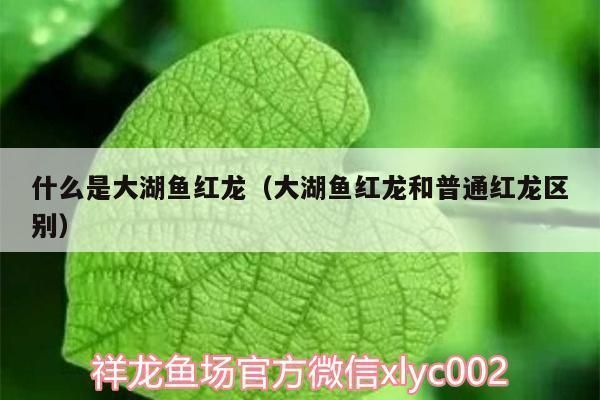 卡普斯紅龍魚，卡普斯紅龍魚市場價格如何辨別卡普斯紅龍魚真偽