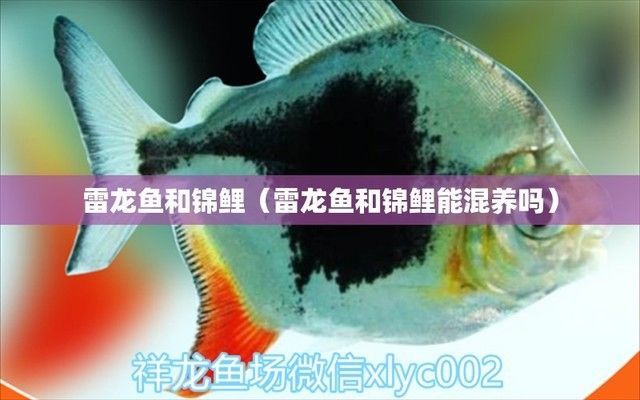 雷龍魚能跟錦鯉混養(yǎng)嗎，雷龍魚和錦鯉可以混養(yǎng)嗎