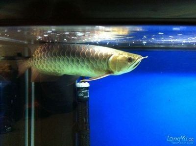 龍魚藍底好還是古典好養:藍底龍魚和古典龍魚有什么區別 龍魚百科 第1張 龍魚藍底好還是古典好養:藍底龍魚和古典龍魚有什么區別 龍魚藍底好還是古典好養:藍底龍魚和古典龍魚有什么區別 龍魚百科 第1張