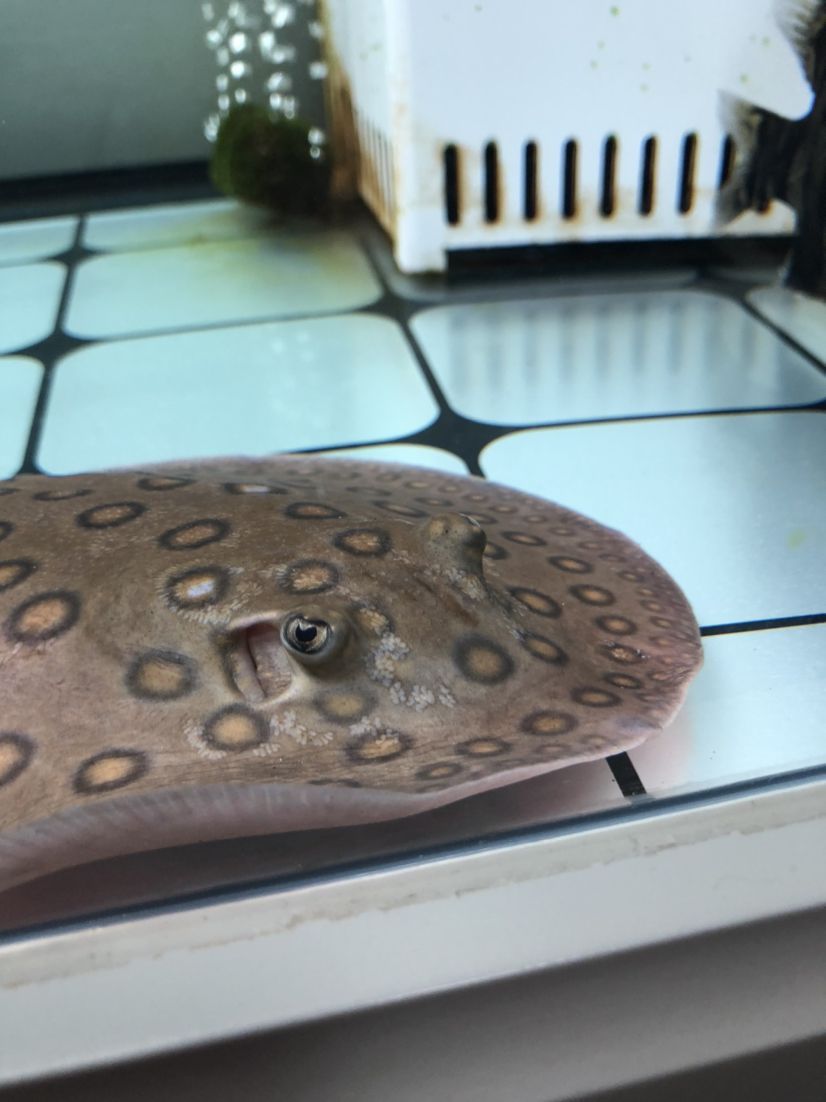 深圳觀賞魚批在什么地方有?(深圳觀賞魚批在什么地方有批發)