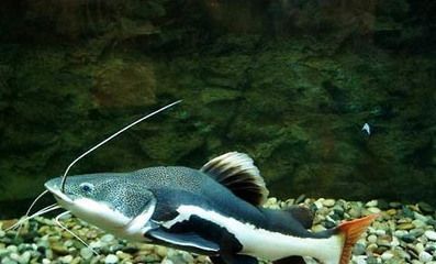 黃金貓魚繁殖水質控制技巧（黃金招財貓魚繁殖水溫控制要點）