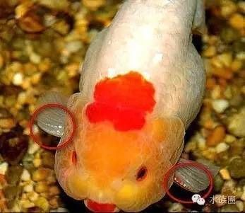 金龍魚怎么分辨雌雄，如何判斷金龍魚的性別 金龍魚怎么分辨雌雄，如何判斷金龍魚的性別 龍魚百科 第6張