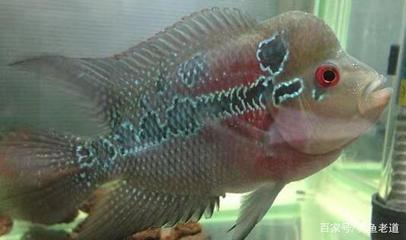 龍魚爛尾怎么治療最快：龍魚爛尾，多維度剖析與高效治療全攻略