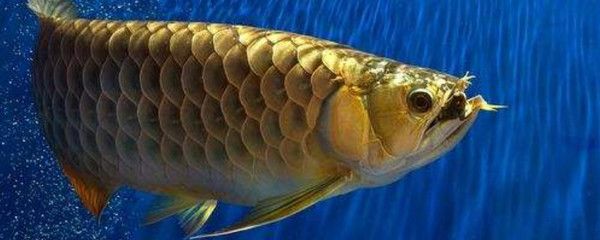 龍魚鱗片打傷能恢復，龍魚鱗片打傷后能否恢復 龍魚鱗片打傷能恢復，龍魚鱗片打傷后能否恢復 龍魚百科 第5張