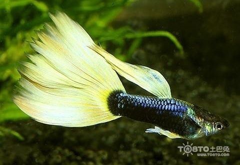 孔雀龍魚品種大全圖鑒圖解，孔雀龍魚品種圖鑒