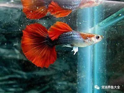 孔雀龍魚(yú)品種大全圖鑒圖解，孔雀龍魚(yú)品種圖鑒 孔雀龍魚(yú)品種大全圖鑒圖解，孔雀龍魚(yú)品種圖鑒 龍魚(yú)百科 第5張
