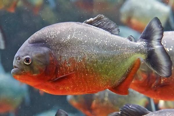 亞馬遜河魚類繁殖習性（亞馬遜河魚類繁殖習性的詳細信息亞馬遜河魚類繁殖策略） 亞馬遜河魚類繁殖習性（亞馬遜河魚類繁殖習性的詳細信息亞馬遜河魚類繁殖策略） 龍魚百科 第5張