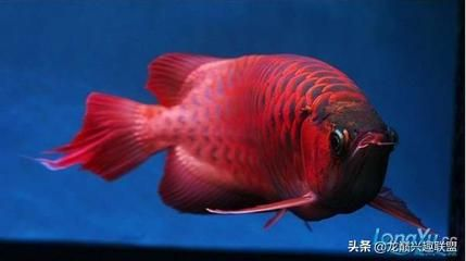 龍魚吃小魚有營養嗎（龍魚吃小魚有營養嗎龍魚吃小魚有營養嗎） 龍魚吃小魚有營養嗎（龍魚吃小魚有營養嗎龍魚吃小魚有營養嗎） 龍魚百科 第6張