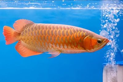 龍魚觀賞魚飼料推薦一下：如何選擇龍魚觀賞魚飼料