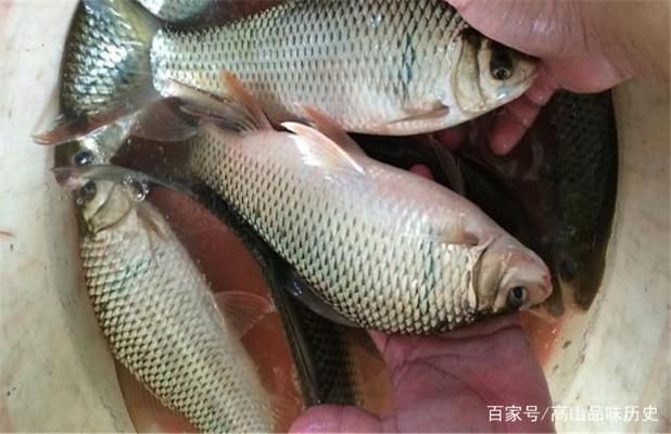 龍魚苗喂什么最好呢視頻播放大全：龍魚苗喂養秘籍，探尋最佳食物與飼養之道（附視頻解析）