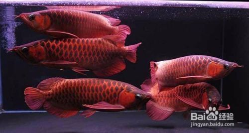 龍魚混養(yǎng)分出勝負還繼續(xù)打，龍魚混養(yǎng)分出勝負還繼續(xù)打斗