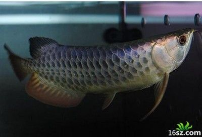 龍魚(yú)好多天不吃東西會(huì)死嗎為什么：龍魚(yú)多天不吃東西會(huì)死嗎