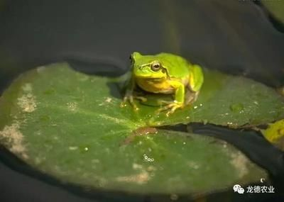 龍魚缸的最佳高度（ 龍魚魚缸高度）（龍魚缸的高度是多大？）