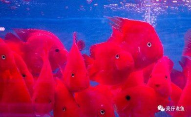 龍魚哪種好養，水族箱選擇哪種龍魚更易養