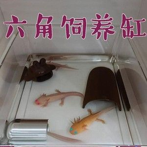 龍魚組缸設(shè)計(jì)圖（如何設(shè)計(jì)一個(gè)適合龍魚生活的水族環(huán)境）