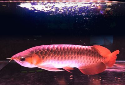 龍魚組缸設(shè)計(jì)圖（如何設(shè)計(jì)一個(gè)適合龍魚生活的水族環(huán)境）