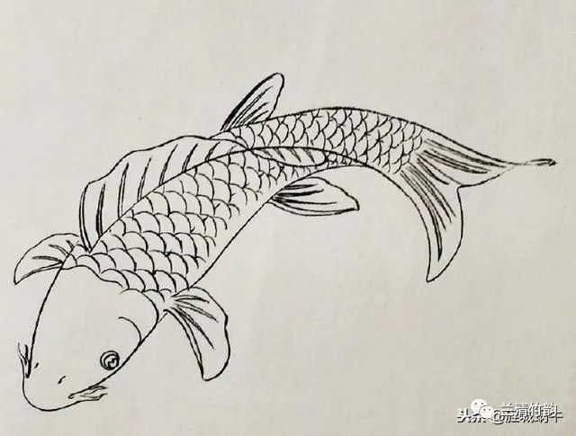 金龍魚簡筆畫怎么畫好看