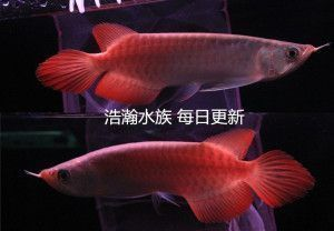 金龍魚招財還是紅龍魚招財