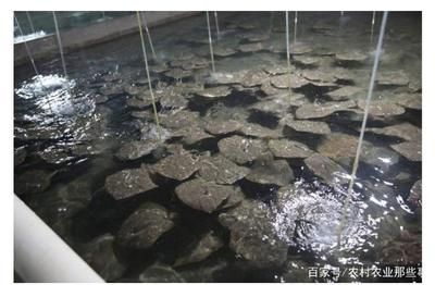 呼和浩特魚缸維修電話號碼是多少號啊 呼和浩特市魚缸材料批發(fā)地址