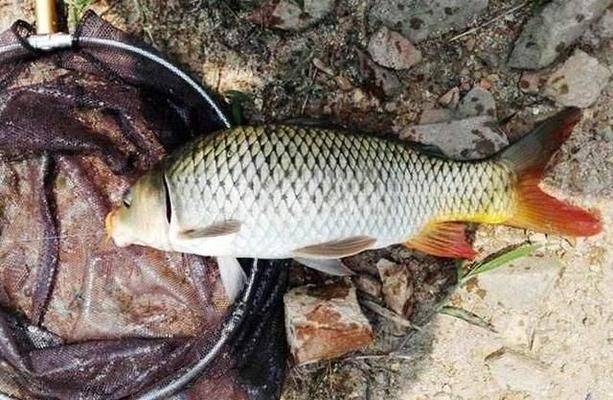 龍魚吃飼料好還是吃小魚好：喂食龍魚飼料的可能性 龍魚吃飼料好還是吃小魚好：喂食龍魚飼料的可能性 龍魚百科 第3張