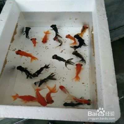 金龍魚怎樣慢養(yǎng)正確方法，金龍魚慢養(yǎng)方法