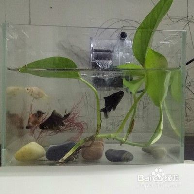 金龍魚怎樣慢養(yǎng)正確方法，金龍魚慢養(yǎng)方法