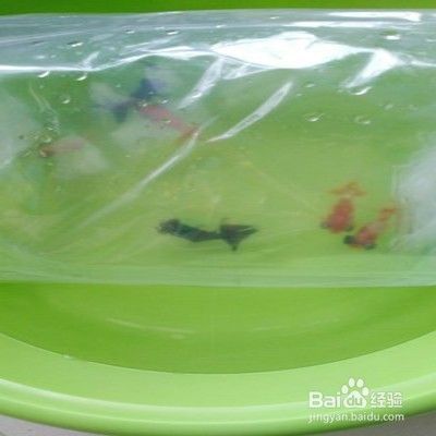 金龍魚怎樣慢養(yǎng)正確方法，金龍魚慢養(yǎng)方法