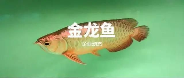 金龍魚魚食哪個牌子好，金龍魚魚食品牌及牌及相關信息