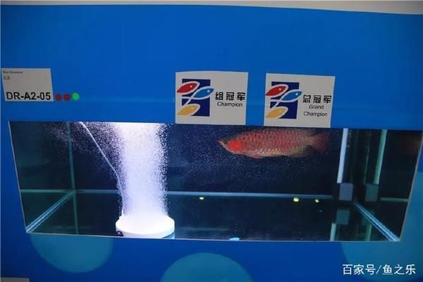 賽級龍魚，賽級龍魚養(yǎng)殖技巧分享賽級龍魚養(yǎng)殖技巧分享