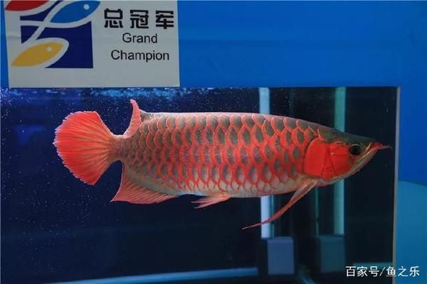 賽級龍魚，賽級龍魚養(yǎng)殖技巧分享賽級龍魚養(yǎng)殖技巧分享