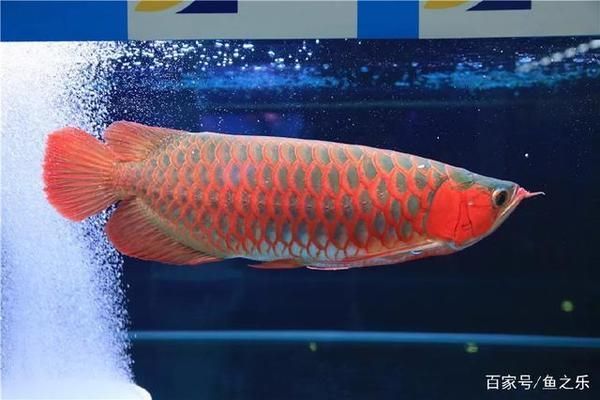 賽級(jí)龍魚，賽級(jí)龍魚養(yǎng)殖技巧分享賽級(jí)龍魚養(yǎng)殖技巧分享