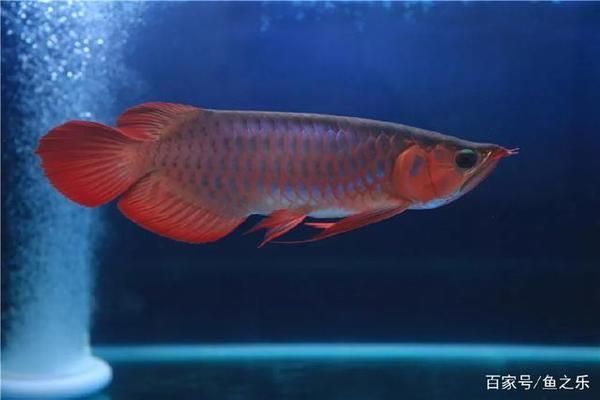 賽級(jí)龍魚，賽級(jí)龍魚養(yǎng)殖技巧分享賽級(jí)龍魚養(yǎng)殖技巧分享
