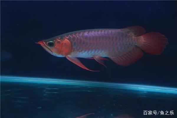賽級(jí)龍魚，賽級(jí)龍魚養(yǎng)殖技巧分享賽級(jí)龍魚養(yǎng)殖技巧分享