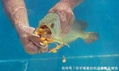金龍魚幼苗吃什么飼料，金龍魚幼苗在飼養過程中需要合適的飼料來確保其健康生長