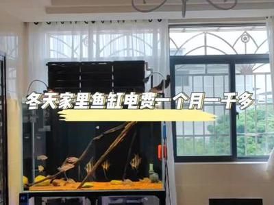 印尼大湖紅龍魚圖片大全欣賞：印尼大湖紅龍魚的視覺盛宴，高清圖片鑒賞與深度解析