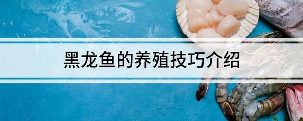 龍魚耐活嗎，龍魚壽命受到多種因素的影響
