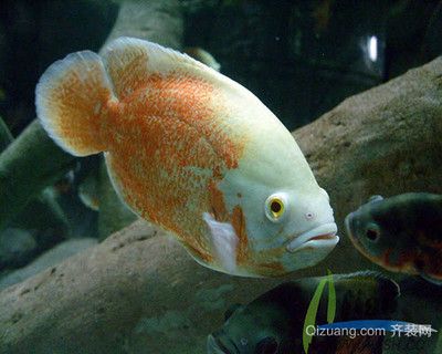 雷龍魚什么品種最兇猛，雷龍魚中最兇猛的品種包括黑龍、恐怖雷龍魚、鬼王雷龍、巴卡雷龍