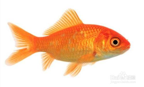 如何分辨金龍魚雌雄，金龍魚性別鑒別方法