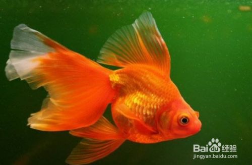 如何分辨金龍魚雌雄，金龍魚性別鑒別方法