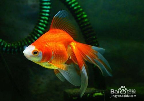 如何分辨金龍魚雌雄，金龍魚性別鑒別方法