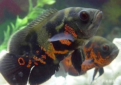 重慶龍魚缸定做電話多少號啊：探尋重慶龍魚缸定做電話，開啟高品質水族生活