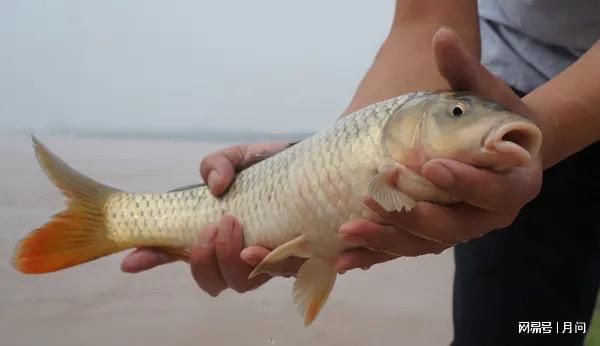 龍魚吃鯉魚嗎：關于龍魚是否吃鯉魚的問題