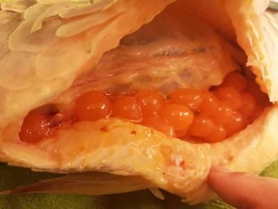 龍魚暴斃是擋災(zāi)嘛還是殺害，為什么龍魚會暴斃？