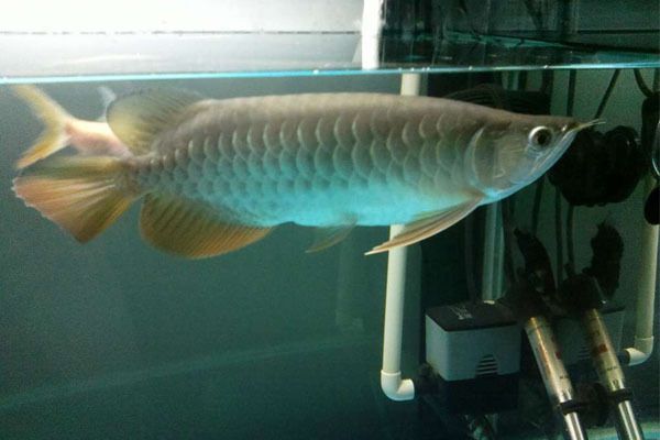 紅尾過背金龍魚好養(yǎng)嗎（紅尾過背金龍魚的養(yǎng)殖難度）